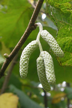 Corylus avellana \ Haselnuss / Hazel, D Feuchtwangen 9.10.2009