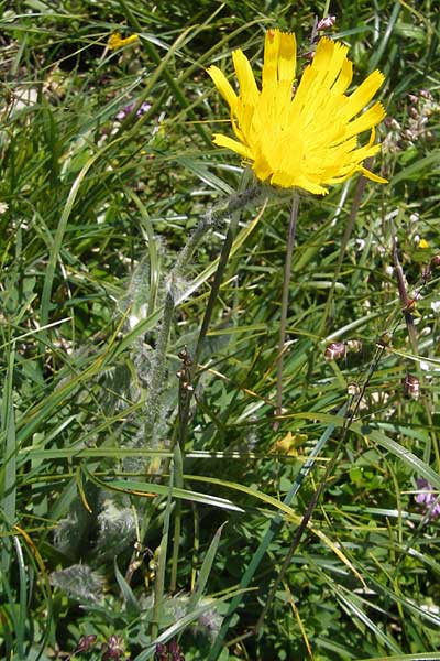 Hieracium pilosum \ Wollkpfiges Habichtskraut, Moris Habichtskraut / Moris' Hawkweed, D Immenstadt 21.6.2011