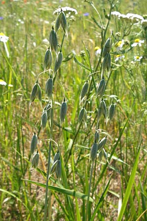 Avena sativa \ Saat-Hafer / Common Oat, D Abensberg 13.6.2014