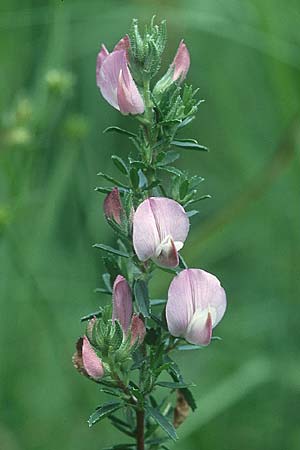 Ononis spinosa \ Dornige Hauhechel / Spiny Restharrow, D Hurlach 16.7.2005
