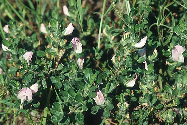 Ononis repens subsp. procurrens \ Kriechende Hauhechel / Common Restharrow, D Mannheim 4.8.2005