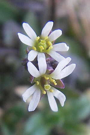 Draba verna agg. \ Frhlings-Hungerblmchen / Common Whitlowgrass, D Rüsselsheim 12.3.2011