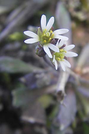 Draba verna agg. \ Frhlings-Hungerblmchen / Common Whitlowgrass, D Rüsselsheim 12.3.2011