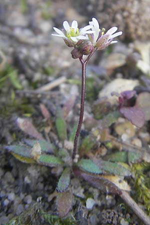 Draba verna agg. \ Frhlings-Hungerblmchen / Common Whitlowgrass, D Rüsselsheim 12.3.2011