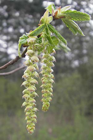 Carpinus betulus \ Hain-Buche, Wei-Buche / Hornbeam, D Mannheim 3.4.2011