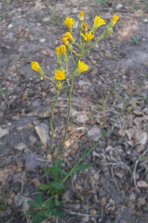 Hieracium bauhini \ Ungarisches Habichtskraut / Bauhin's Hawkweed, D Wolfstein 21.5.2011