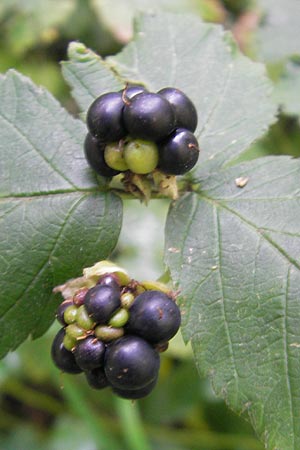 Rubus corylifolius agg. \ Haselblatt-Brombeere / Hazel-Leaved Bramble, D Franken/Franconia Happurg 6.8.2011