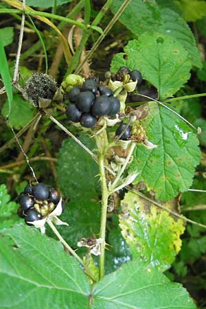 Rubus corylifolius agg. \ Haselblatt-Brombeere / Hazel-Leaved Bramble, D Franken/Franconia Happurg 6.8.2011