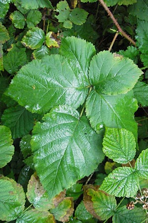 Rubus fuernrohrii ? \ Frnrohrs Haselblatt-Brombeere, D Franken Happurg 6.8.2011