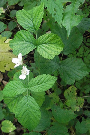 Rubus caesius \ Kratzbeere / Dewberry, D Franken/Franconia Happurg 6.8.2011