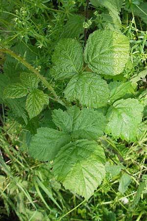 Rubus corylifolius agg. \ Haselblatt-Brombeere / Hazel-Leaved Bramble, D Lauterbach bei/near Fulda 30.5.2012