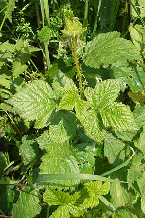 Rubus corylifolius agg. \ Haselblatt-Brombeere / Hazel-Leaved Bramble, D Lauterbach bei/near Fulda 30.5.2012
