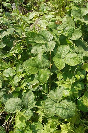 Rubus corylifolius agg. \ Haselblatt-Brombeere / Hazel-Leaved Bramble, D Lauterbach bei/near Fulda 30.5.2012