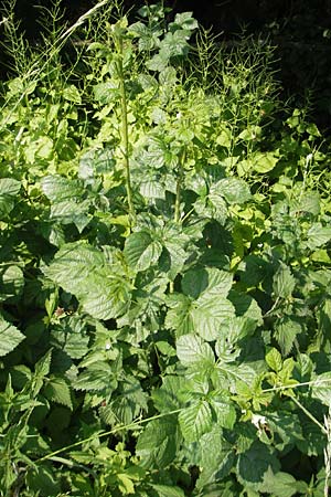 Rubus corylifolius agg. \ Haselblatt-Brombeere / Hazel-Leaved Bramble, D Lauterbach bei/near Fulda 30.5.2012
