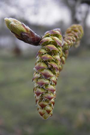Carpinus betulus \ Hain-Buche, Wei-Buche / Hornbeam, D Ludwigshafen 21.3.2013