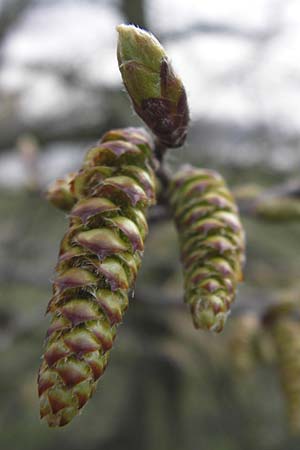 Carpinus betulus \ Hain-Buche, Wei-Buche / Hornbeam, D Ludwigshafen 21.3.2013