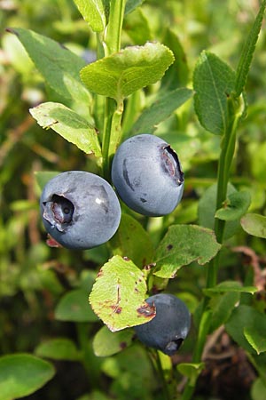Vaccinium myrtillus \ Heidelbeere, Blaubeere / Bilberry, D Schwarzwald/Black-Forest, Hornisgrinde 31.7.2013