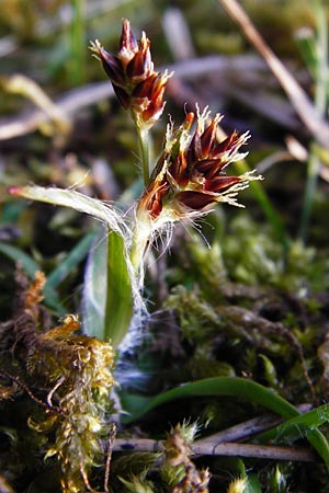 Luzula campestris \ Feld-Hainsimse, Hasenbrot / Field Wood-Rush, D Mannheim 25.3.2014