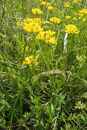 Hippocrepis comosa \ Hufeisenklee / Horseshoe Vetch, D Bensheim 2.5.2009