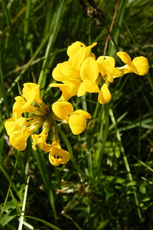 Hippocrepis comosa, Hufeisenklee Hippocrepis comosa, Hufeisenklee
