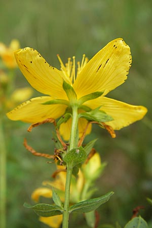 Hypericum desetangsii \ Gewhnliches Bastard-Johanniskraut / Des Etangs' St. John's-Wort, D Pfalz, Speyer 3.7.2012
