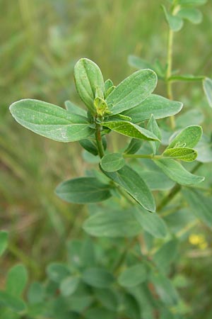 Hypericum desetangsii \ Gewhnliches Bastard-Johanniskraut / Des Etangs' St. John's-Wort, D Pfalz, Speyer 3.7.2012