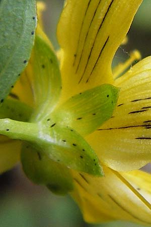 Hypericum dubium \ Stumpfes Johanniskraut / Spotted St. John's-Wort, D Odenwald, Erbach 24.8.2013