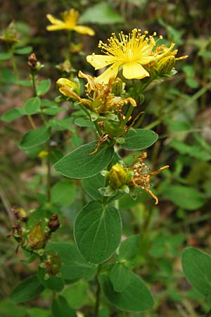 Hypericum dubium \ Stumpfes Johanniskraut / Spotted St. John's-Wort, D Odenwald, Erbach 24.8.2013