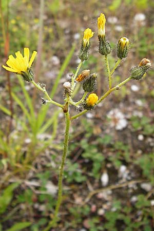 Hieracium duerkhemiense \ Drkheimer Habichtskraut / Duerkheim Hawkweed, D Groß-Gerau 29.5.2014