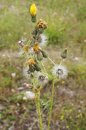 Hieracium duerkhemiense \ Drkheimer Habichtskraut / Duerkheim Hawkweed, D Groß-Gerau 29.5.2014