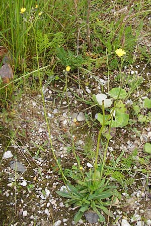 Hieracium duerkhemiense \ Drkheimer Habichtskraut / Duerkheim Hawkweed, D Groß-Gerau 29.5.2014