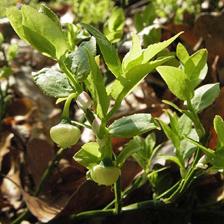 Vaccinium myrtillus \ Heidelbeere, Blaubeere / Bilberry, D Spessart 6.5.2006