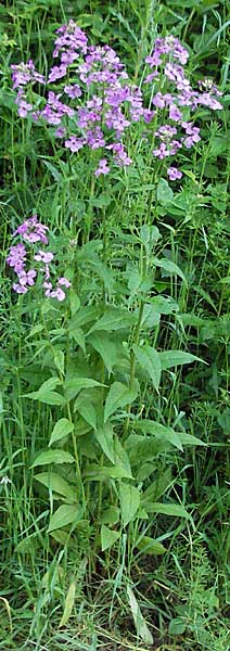 Hesperis matronalis \ Gewhnliche Nachtviole / Dame's Violet, D Odenwald, Gorxheim 23.5.2006