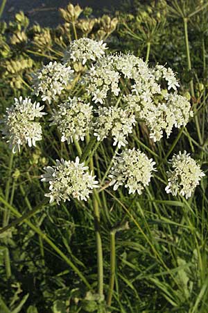 Heracleum sphondylium \ Wiesen-Brenklau / Hogweed, D Ladenburg 21.6.2006