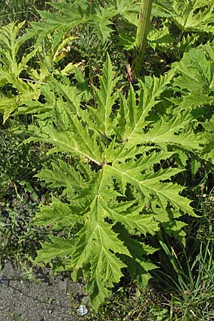 Heracleum mantegazzianum \ Riesen-Brenklau, Herkulesstaude / Giant Hogweed, D Darmstadt 25.6.2006