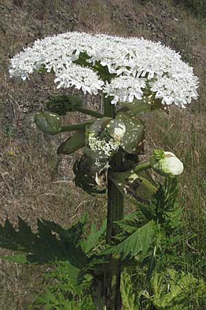 Heracleum mantegazzianum \ Riesen-Brenklau, Herkulesstaude / Giant Hogweed, D Darmstadt 25.6.2006