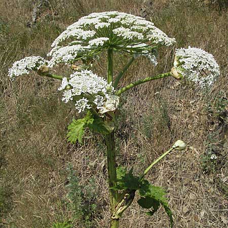 Heracleum mantegazzianum \ Riesen-Brenklau, Herkulesstaude / Giant Hogweed, D Darmstadt 25.6.2006