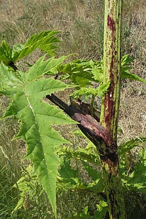Heracleum mantegazzianum \ Riesen-Brenklau, Herkulesstaude / Giant Hogweed, D Darmstadt 25.6.2006