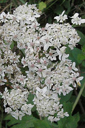 Heracleum sphondylium \ Wiesen-Brenklau / Hogweed, D Nord-Schwarzwald / Northern Black-Forest 29.6.2006