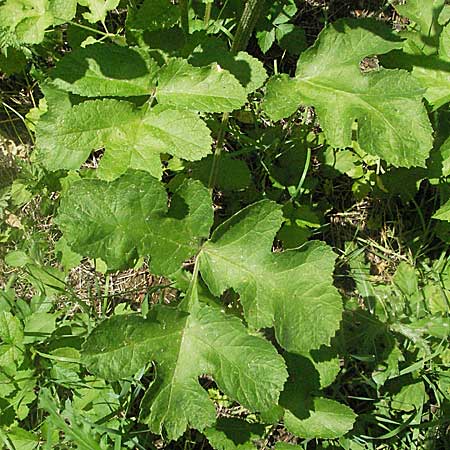 Heracleum sphondylium \ Wiesen-Brenklau / Hogweed, D Eisenberg 1.7.2006