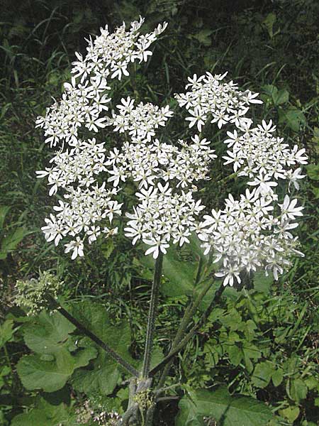 Heracleum sphondylium \ Wiesen-Brenklau / Hogweed, D Eisenberg 1.7.2006
