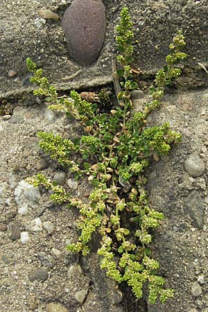 Herniaria glabra \ Kahles Bruchkraut / Rupture-Wort, D Mannheim 27.7.2006