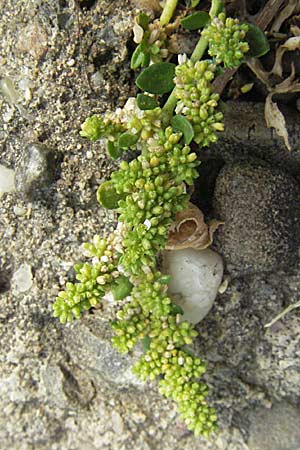 Herniaria glabra \ Kahles Bruchkraut / Rupture-Wort, D Mannheim 27.7.2006