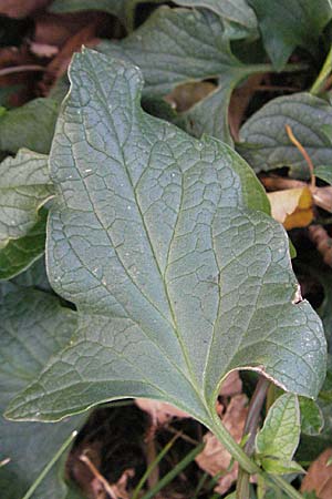 Blitum bonus-henricus \ Guter Heinrich / Good King Henry, D Sachsen-Anhalt, Blankenburg 4.11.2006