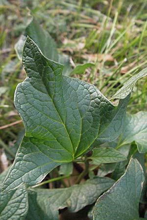 Blitum bonus-henricus \ Guter Heinrich / Good King Henry, D Sachsen-Anhalt, Blankenburg 4.11.2006