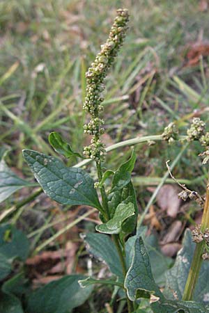 Blitum bonus-henricus \ Guter Heinrich / Good King Henry, D Sachsen-Anhalt, Blankenburg 4.11.2006