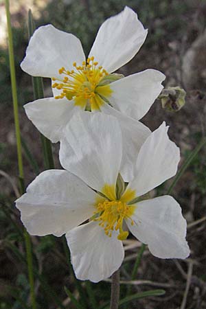 Helianthemum apenninum \ Apennin-Sonnenrschen / White Rock-Rose, D Karlstadt 14.4.2007