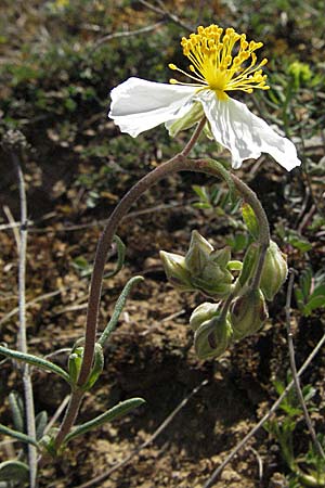 Helianthemum apenninum, White Rock-Rose Helianthemum apenninum, White Rock-Rose