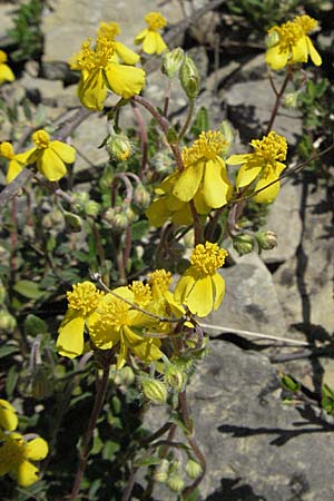 Helianthemum canum \ Graues Sonnenrschen / Hoary Rock-Rose, D Karlstadt 14.4.2007