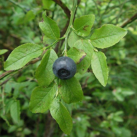 Vaccinium myrtillus \ Heidelbeere, Blaubeere / Bilberry, D Schwarzwald/Black-Forest, Feldberg 18.8.2007